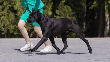 собака девочка: Вязка» КАНЕ КОРСО кандидат в чемпионы КР 2СAC,CACIB IKU KENNEL — 5