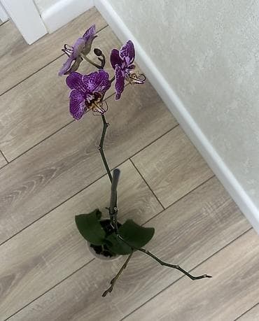 Комнатные розы: Домашняя Орхидея Голландская Phalaenopsis насыщенно-фиолетовая — 5