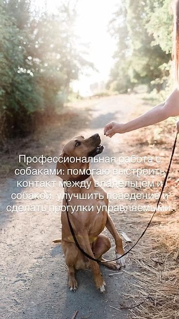 вольер для собаки: Формирование послушания и управляемости собак | Бишкек — 2