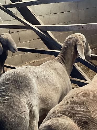 утка голубой фаворит: Продаю | Баран (самец) | Для разведения | Матка — 2