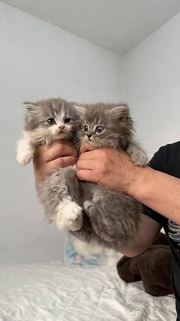 продам котят шотландских: Продаются пушистые шотландские котята, длинношерстные, окрасы: серый — 5
