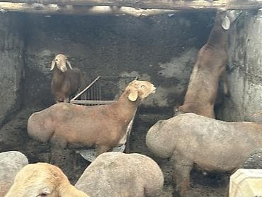 Продаю | Овца (самка) | Эдильбаевская | Для разведения | Племенные at lalafo.kg Продаю | Овца (самка) | Эдильбаевская | Для разведения | Племенные