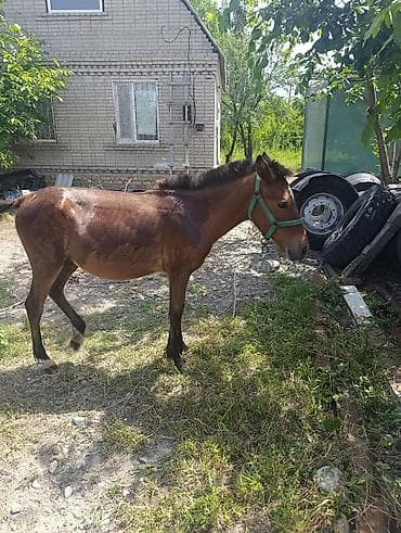 голова лошади: Продаю | Жеребенок — 3