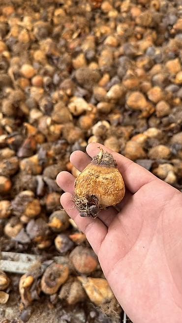 голандские розы: Самовывоз, Платная доставка — 1