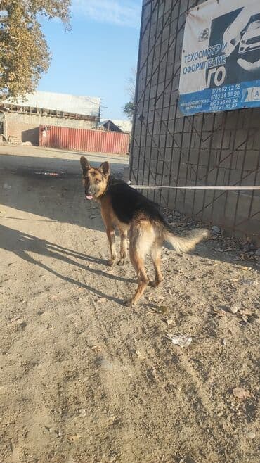 продажа щенков немецкой овчарки с документами в бишкеке: Немецкая овчарка - Порода: немецкая овчарка (чепрачный окрас) - Пол — 2