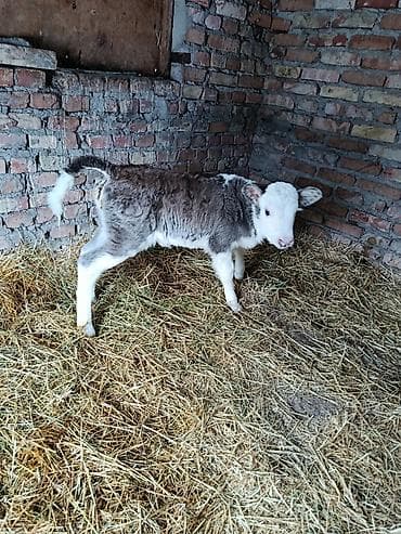 карово: Продаю | Тёлка, Музоо, торпок — 4