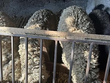 Баран, овца: Продаю | Овца (самка) | На забой — 1