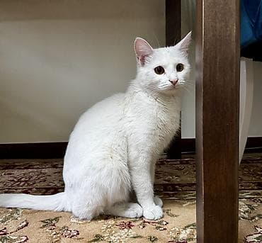 кормящая кошка: Кошка даром: Беспородная, 1 год, Девочка, Приучена к лотку, Проглистована — 3