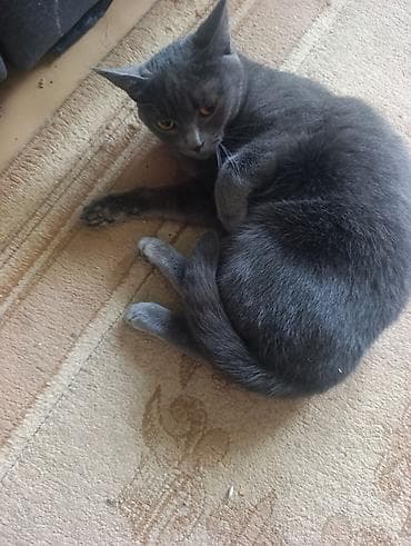 Кошка породы, похожей на британскую/русскую голубую окраса «blue»