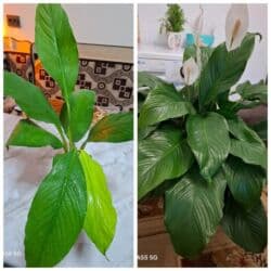 чип для животных: Продается. спатифилум женское счастье, монстера орхидея — 3