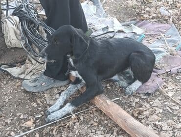 курцхаар щенок: Продам собаку реальному покупателю сделаю хорошую скидку — 1