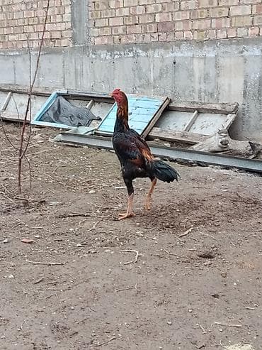 далматинец цена бишкек: Продаю | Петух | Дакан | Для боев — 4