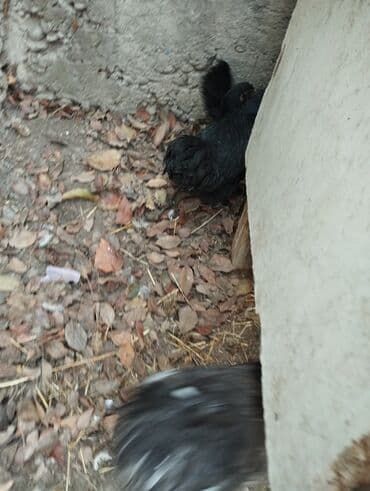 в связи с переездом отдам попугая жако в добрые руки: Продаю | Куры | Кохинхин | Для разведения — 26