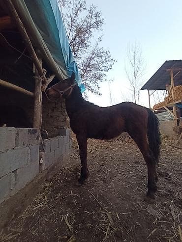 Аквариумы: Продаю | Жеребенок | Рабочий — 5