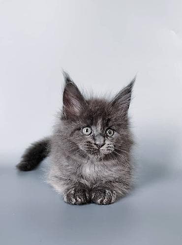 коты белый: Мейн-кун, 1 месяц, Мальчик, Черный, Приучена к лотку, Проглистована, С документами — 8