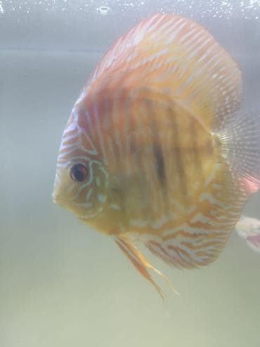 цихлид: Дискусы (Symphysodon) – декоративные аквариумные рыбы круглой формы с — 3