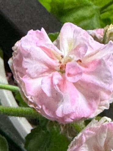 саженцы роз: Герань в горшке, цветущая ! Красивый розовый оттенок, листья красивые! — 11