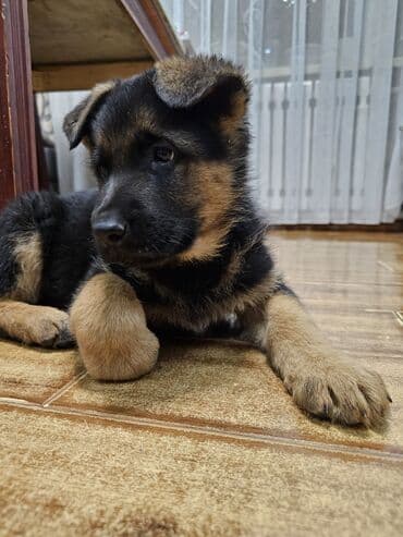 акустические системы bowers amp: Немецкая овчарка, 3 месяца, Самец, С прививкой — 1