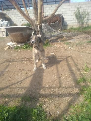 гуси мамуты купить: Щенок борзой (помёт деревенского типа) - Порода: борзая (длинноногий — 4