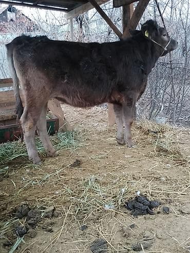 купить теленка бычка: Продаю | Корова (самка) | Швицкая | Для молока | Стельные, Не стельные — 7