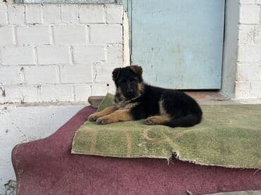 охотничий собака: Немецкая овчарка, 2 месяца, Самка, С прививкой, С родословной — 3