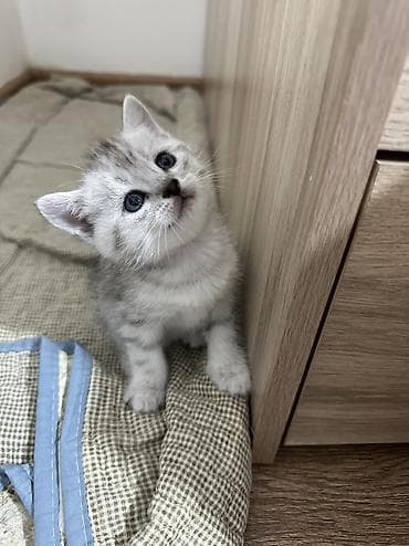 Продажа кошек: Британская короткошёрстная, 1 месяц, Девочка, Серебристая шиншилла — 3