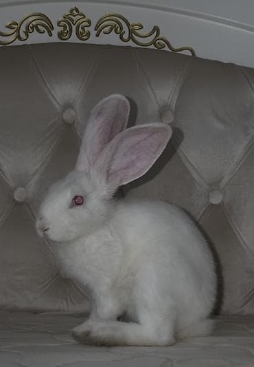 баа: 🐰🤍 САТЫЛАТ АК КОЁН! Татынакай, сүйкүмдүү 2 айлык коён сатылат 🥰 🤍 — 2