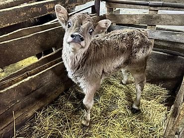 отдам даром собаку в хорошие руки: Продаю | Тёлка, Музоо, торпок | Швицкая — 2