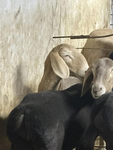 породистый теленок: Продаю | Ягненок | Для разведения — 8