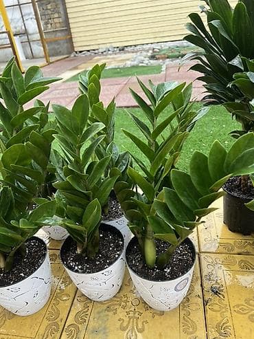 Денежное дерево: Комнатные цветы в горшках — готовые к украшению дома или офиса — 10