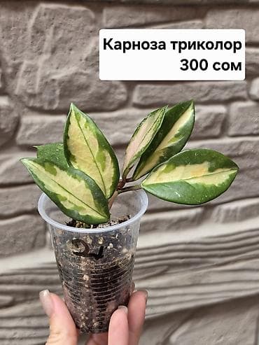 Дом и сад: Хойи
Цены и названия на фото — 4