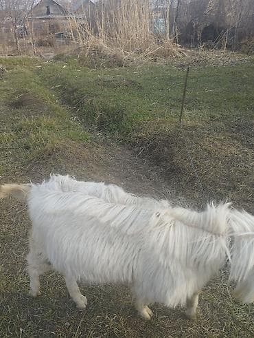 Животные: Продаю | Козёл (самец) | Для разведения | Племенные — 6