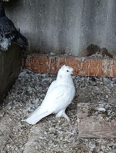 голубь павлин: Голуби голубей птицы на игру. разные — 10