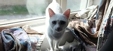 Девочка, Приучена к лотку