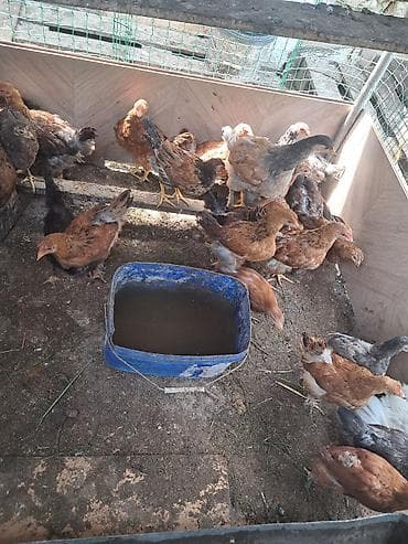 куры: Продаю | Куры, Петух, Цыплята | Домашняя — 3