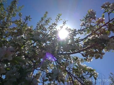 бишкек продаю дом село дордой 2: 40 соток, Айыл чарба үчүн, Кызыл китеп — 6