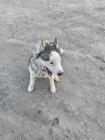 мал сатам: Собака северного типа (похожая на хаски/лайку). Особенности: - — 1