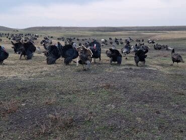 домик для кур: Продаю | Индюшка (самка), Индюшата | Черный принц, Северокавказская | На забой, Для разведения | Племенные — 3