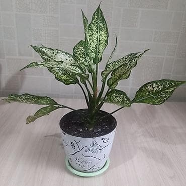 Бөлмө өсүмдүктөрү: Комнатные растения за все 4 1500 - Калатея (маранта леопардовая) — 4