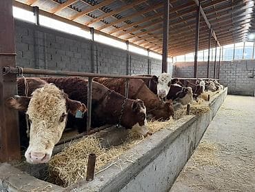 грей: Продаю | Корова (самка) | Герефорд | На откорм | Племенные — 1