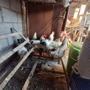 клеточное оборудование для кур несушек: Сатам | Короздор | Көбөйтүү үчүн — 2