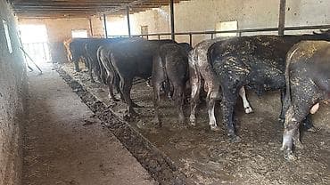 машке собака: Продаю | Бык (самец) | На откорм | Привязанные — 2