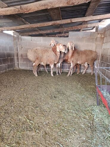 арашан ко: Сатам | Ургаачы кой (ургаачы), Козу | Арашан | Көбөйтүү үчүн | Асыл тукумдуу, Ургаачы — 1