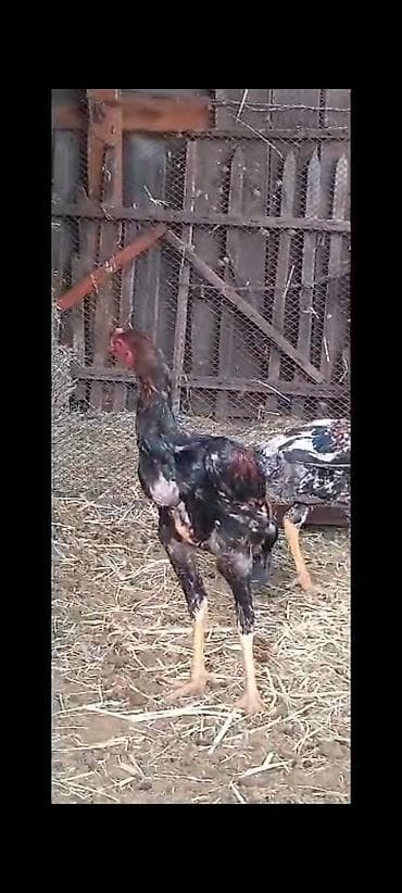 куры инкубатор: Продаю | Куры | Бойцовая | Для разведения — 2