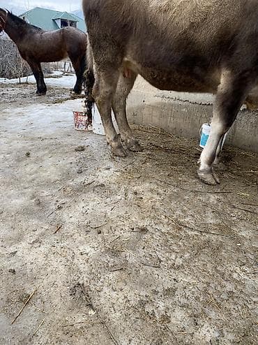 продаю шерсть: Продаю | Корова (самка) | Алатауская | Для молока | Привязанные — 4