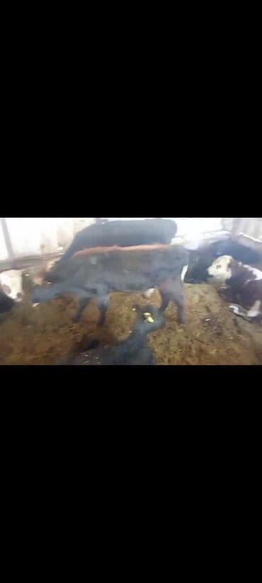 продаю дойных коров: Сатам | Музоо | Аргын | Бордоп семиртүү үчүн — 5