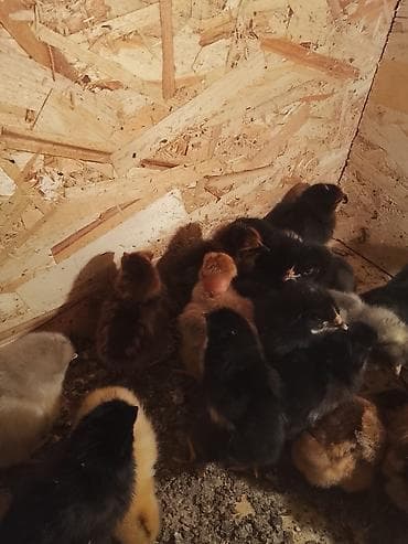 куры живые: Продаю | Цыплята | Для разведения — 2