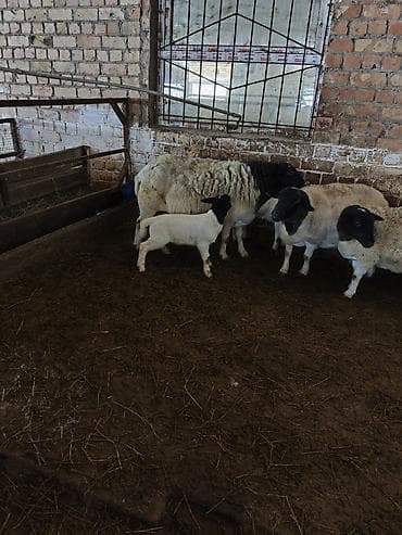 собаки карабалта: Сатам | Ургаачы кой (ургаачы) | Көбөйтүү үчүн | Асыл тукумдуу — 9