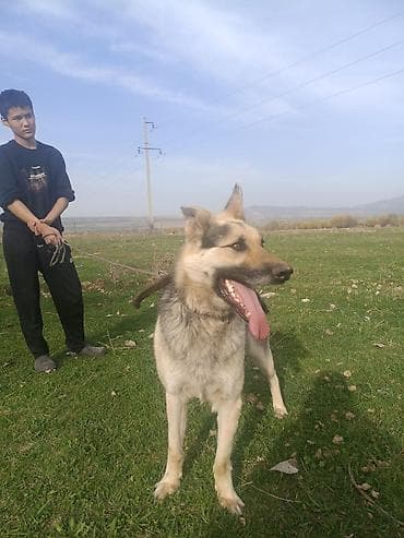 собаки в оше: Лом»), крупного формата. - Пол: кобель - Окрас: серо-рыжий с чёрным — 2