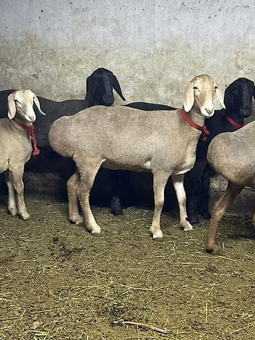 кой сойу: Продаю | Овца (самка) — 4